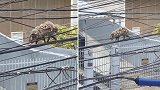 巴西：一负鼠妈妈背着7只幼崽沿电线在空中行走