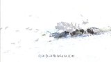 给狗狗带上“防狼脖圈”，就能吓退狼群？简直堪比开挂