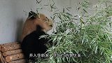 大熊猫毛竹入住云南新家