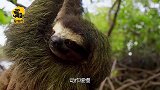 老鹰将树懒当成猎物，树懒却不慌不忙的反击，老鹰：你在打我？