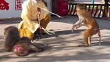 小猴子跟着节奏跳起来了。