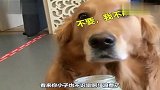 主人拿苦瓜和臭豆腐给狗吃，金毛一脸嫌弃！二哈的选择太逗了