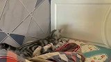 两只猫咪大庭广众之下亲热，这推的也是有点欲拒还迎了