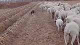 聪明的德牧犬，看家护院放牧牛羊的好帮手