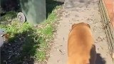 它甚至有一点拙劣的演技