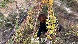 小薛姐姐捡来山药蛋蛋，老爸露一手做的美食，简单营养又好吃