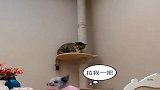 泰迪对猫咪发动了攻击，猫咪搬来的救兵小鸡被拔鸡毛，太逗了