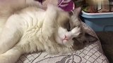 铲屎官出门买东西，回到家猫咪竟睡着了，真是太有意思了！