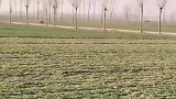 小黑在草地肆意狂奔，把小白撞得嗷嗷叫