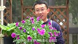 3盆玉簪变化大，营养生长期继续用肥