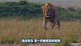 狮子咬掉鬣狗后腿，还一路追赶却不吃掉它，镜头记录全过程