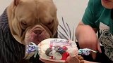 男主套路法斗犬，求法斗内心阴影面积，真逗