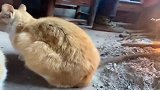 橘猫：我闻到了一股肉香味