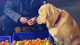 狗狗坐等水果店老板剥橘子
