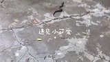 外国公路上拍下的一幕，难怪外国人胆量大，真相了！