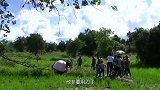 都说大象的尸体不能靠近，小伙子偏要尝试，看看结果发生了什么？