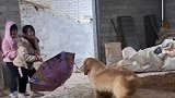 狗狗和小朋友玩老鹰捉小鸡