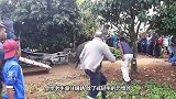 高压电瞬间将猪击杀，没有一丝痛苦就完事了，走得很安详
