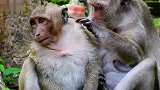 猴子憨儿子很享受妈妈的爱