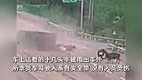 轿车错过出口违法变道，后方货车侧翻起火，十几头牛被甩出车外
