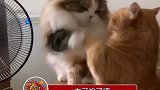 知道的是两只猫咪在打架，不知道还以为是在...，这么可爱的猫咪，居然还有两个，拿来吧你