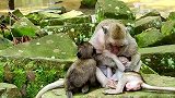 大猴宝宝很聪明用手触摸的方法让妈妈奶更长