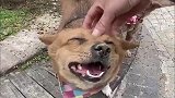 狗狗爆笑治愈系列第五期，你能坚持几秒不笑