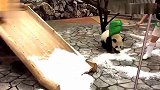 奶爸一铲雪浇在小熊猫身上，小熊猫的表现把观众逗乐了！
