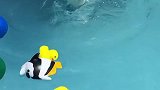 这是有多爱游泳