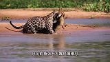 美洲豹捕杀鳄鱼，鳄鱼直接被锁喉，结果惨被美洲豹猎杀！