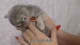 女子捡回一只流浪猫，第一次给它洗澡，竟然一脸乖巧，简直萌化了