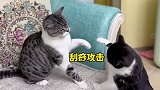 宠物解说：十只猫想打架，有九个会倒霉？