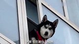 搞笑视频：治愈你的不开心，承包你的笑点