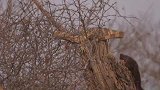 巨蜥躺在树上休息，不料平头哥突然出现，现在跑还来得及吗？