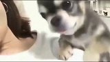 粘人狗狗，躺在主人怀里不停的撒娇，小模样萌翻了