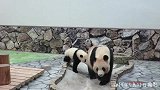 大熊猫有宝宝的时候才两只在一起，其它的时候都是独居