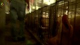 美国这样养猪，难怪猪肉出口量世界第一，看完简直佩服