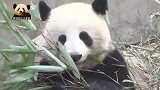 熊猫团子无忧无虑当吃货，争取让自己更可爱，更“膨胀”