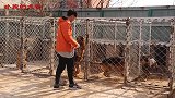 最有夫妻相的两条德牧，主人却不让它们“圆房”，这是为什么呢？