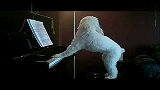 自拍秀-20110721-弹钢琴唱歌的狗