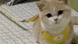所以我养了一个柴猫