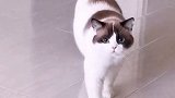 这老妹是坨奔跑的五花肉 星探家 猫
