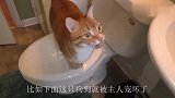 狗狗看到主人和女友亲热，不料竟不愿意了，放开我主人让我来