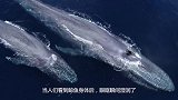 鲸鱼母子向人类求救，当人们看到鲸鱼身体后，眼眶瞬间湿润了