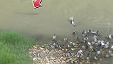 鸽子在河边喝水，不料遭到鲶鱼袭击，镜头拍下全过程