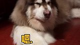 教狗狗撒娇～你们觉得到位了吗