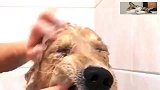 金毛连洗澡都不走寻常路，太搞笑了