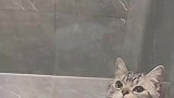 两只小猫咪被关在里面，小公猫一只扒拉玻璃，它一定觉得自己很帅