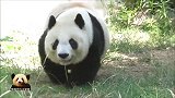 熊猫旦旦一扭一扭来到石桌前吃早餐，吃相斯文优雅相当淑女