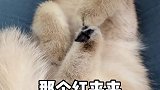 后悔没在无辜脸小时候多拍点视频。